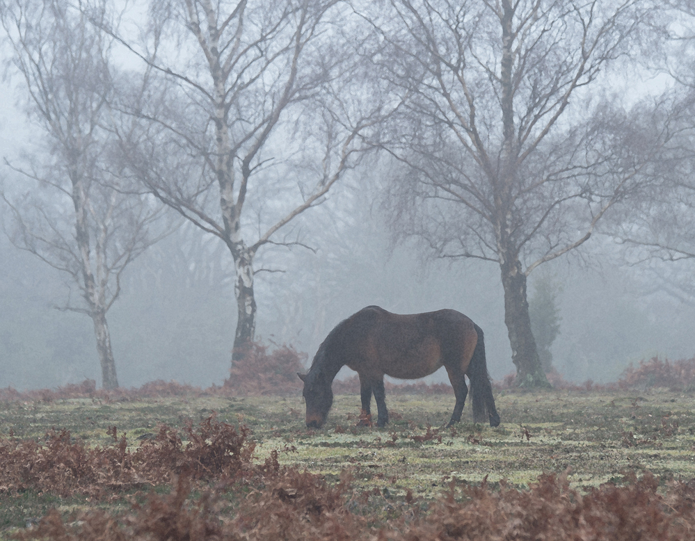 Winter Pony In Mist,  Ocknell